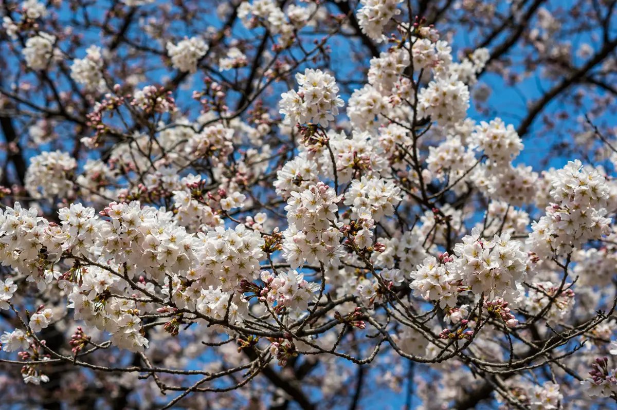 🌳 빛 스포츠 공원 (히카리 스포츠 코엔) 이미지 6